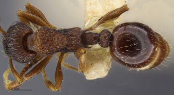 Media type: image; Entomology 674345
